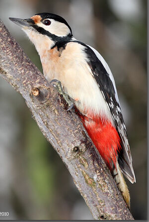 Great Spotted Woodpecker 
&copy; Jean-Marie Poncelet