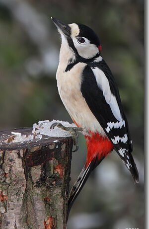 Great Spotted Woodpecker 
&copy; Jean-Marie Poncelet
