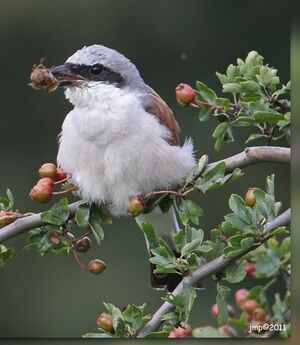 Pie-gri�che �corcheur 
&copy; Jean-Marie Poncelet