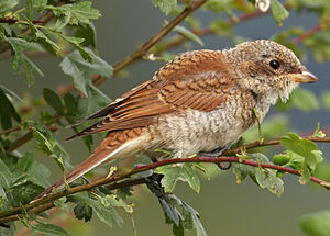 Red-backed Shrike
