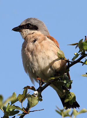 Red-backed Shrike