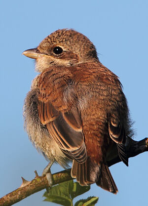 Red-backed Shrike