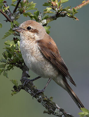 Red-backed Shrike