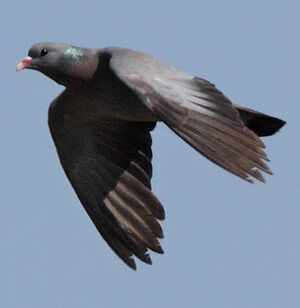 Pigeon colombin 
&copy; Jean-Marie Poncelet