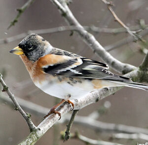 Brambling