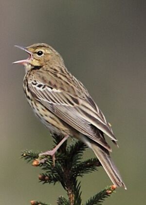 Tree Pipit