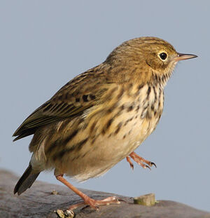 Meadow Pipit 
&copy; Jean-Marie Poncelet