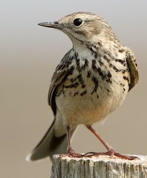 Meadow Pipit 
&copy; Jean-Marie Poncelet