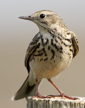 Meadow Pipit 
&copy; Jean-Marie Poncelet