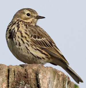 Meadow Pipit 
&copy; Jean-Marie Poncelet