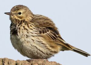 Meadow Pipit 
&copy; Jean-Marie Poncelet