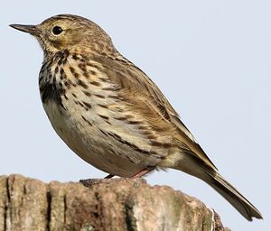 Meadow Pipit 
&copy; Jean-Marie Poncelet