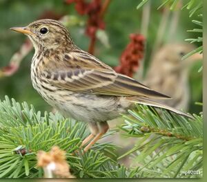 Meadow Pipit 
&copy; Jean-Marie Poncelet