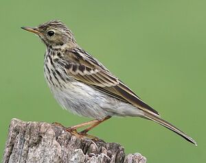 Meadow Pipit 
&copy; Jean-Marie Poncelet