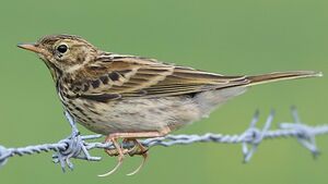 Meadow Pipit 
&copy; Jean-Marie Poncelet