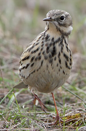 Meadow Pipit 
&copy; Jean-Marie Poncelet
