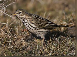 Meadow Pipit 
&copy; Jean-Marie Poncelet