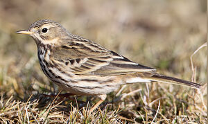 Meadow Pipit 
&copy; Jean-Marie Poncelet