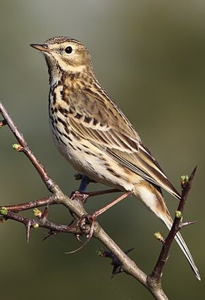 Meadow Pipit 
&copy; Jean-Marie Poncelet