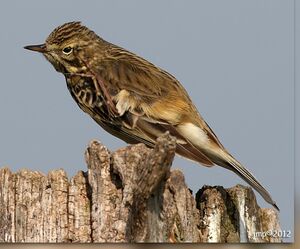 Meadow Pipit 
&copy; Jean-Marie Poncelet