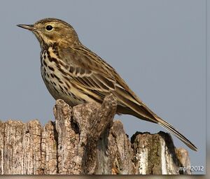Meadow Pipit 
&copy; Jean-Marie Poncelet