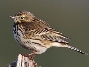 Meadow Pipit 
&copy; Jean-Marie Poncelet