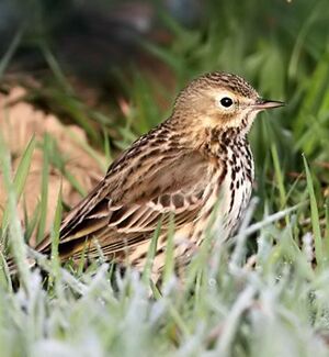 Meadow Pipit 
&copy; Jean-Marie Poncelet
