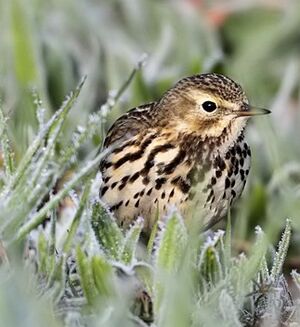 Meadow Pipit 
&copy; Jean-Marie Poncelet