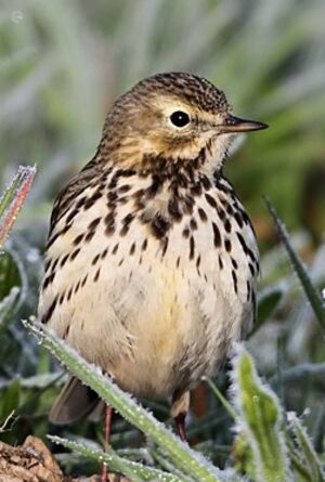 Meadow Pipit 
&copy; Jean-Marie Poncelet
