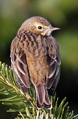 Meadow Pipit 
&copy; Jean-Marie Poncelet