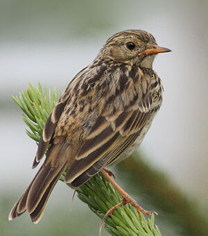 Meadow Pipit 
&copy; Jean-Marie Poncelet