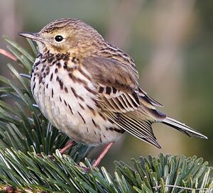 Meadow Pipit 
&copy; Jean-Marie Poncelet
