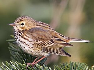 Meadow Pipit 
&copy; Jean-Marie Poncelet