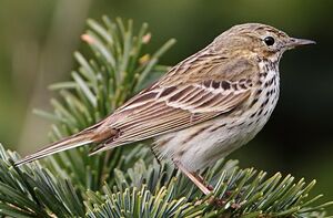 Meadow Pipit 
&copy; Jean-Marie Poncelet