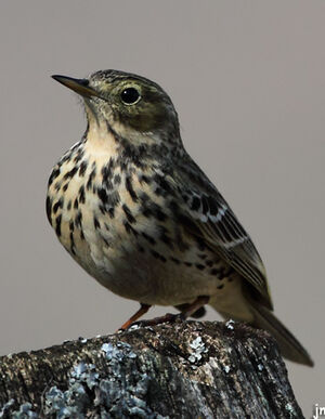 Meadow Pipit 
&copy; Jean-Marie Poncelet