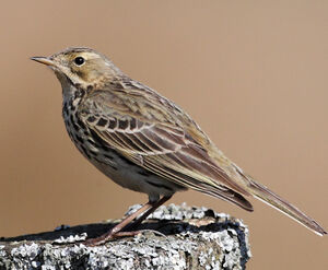 Meadow Pipit 
&copy; Jean-Marie Poncelet