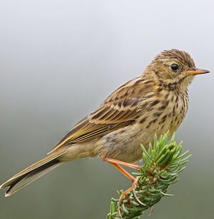 Meadow Pipit 
&copy; Jean-Marie Poncelet