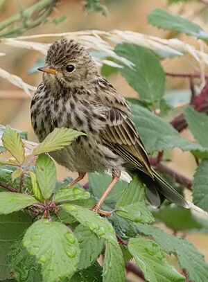 Meadow Pipit 
&copy; Jean-Marie Poncelet