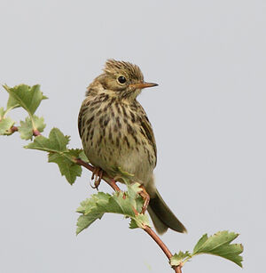 Meadow Pipit 
&copy; Jean-Marie Poncelet