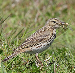 Meadow Pipit 
&copy; Jean-Marie Poncelet