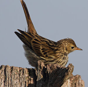 Meadow Pipit 
&copy; Jean-Marie Poncelet
