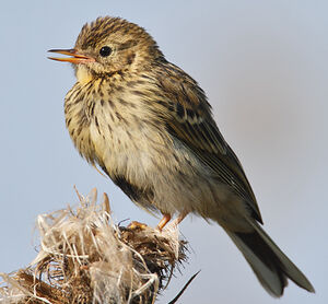 Meadow Pipit 
&copy; Jean-Marie Poncelet