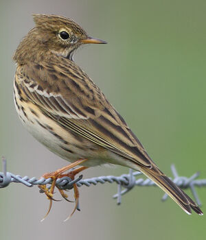 Meadow Pipit 
&copy; Jean-Marie Poncelet