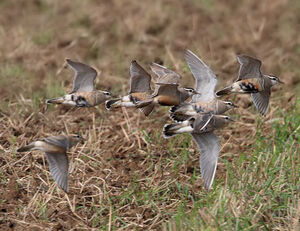 Eurasian Dotterel