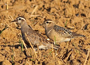 Eurasian Dotterel