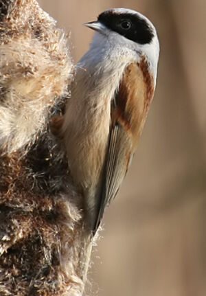 R�miz penduline