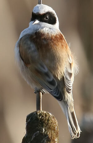 R�miz penduline