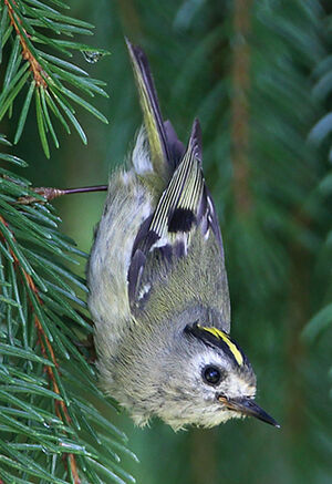 Goldcrest