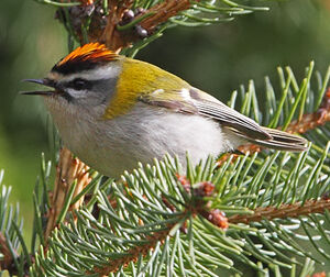 Common Firecrest 
&copy; Jean-Marie Poncelet