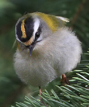 Common Firecrest 
&copy; Jean-Marie Poncelet